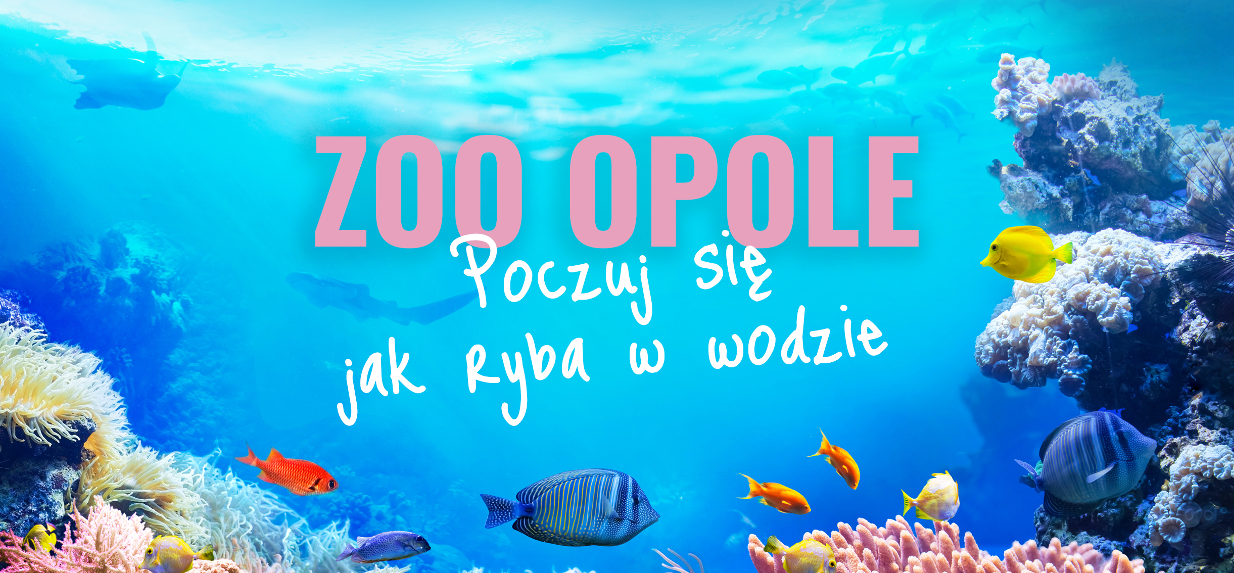 Otwarcie Akwarium w ZOO Opole